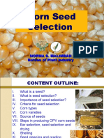 Corn Seed Selection