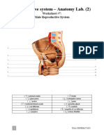 Anatomy Lab. (2) - Worksheets