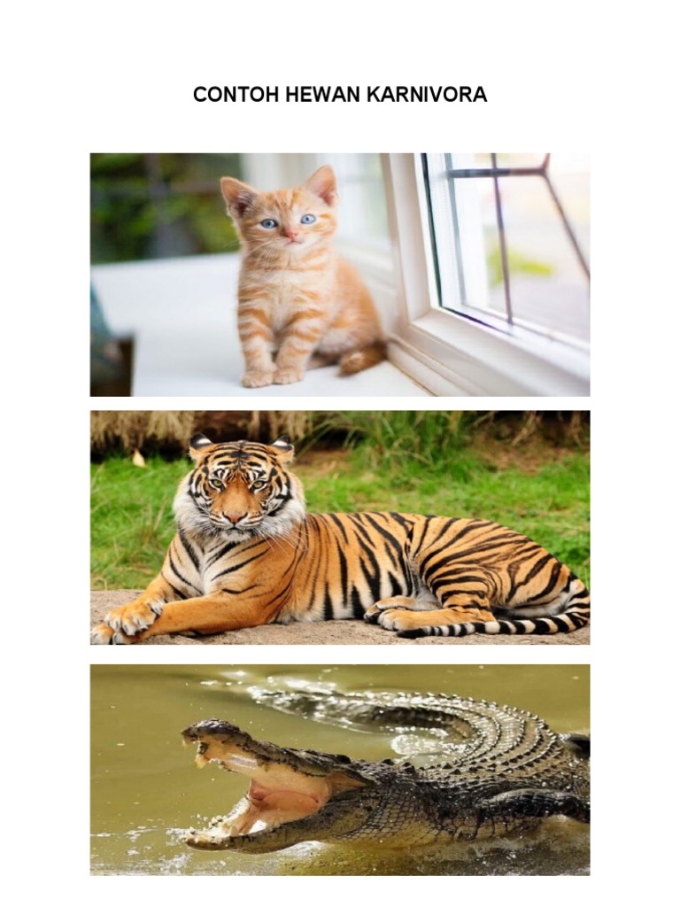 CONTOH HEWAN KARNIVORA | PDF