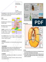 Reproduccion Sexual Plantas Imagen PDF