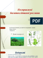 Несправжні багатоклітинні рослини