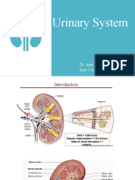 Urinary System