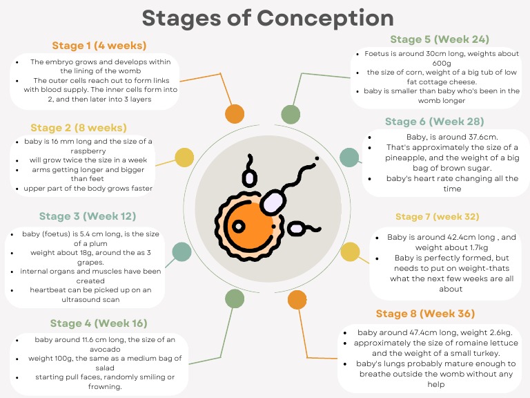 Conception Mind Map | PDF | Fetus | Anatomy
