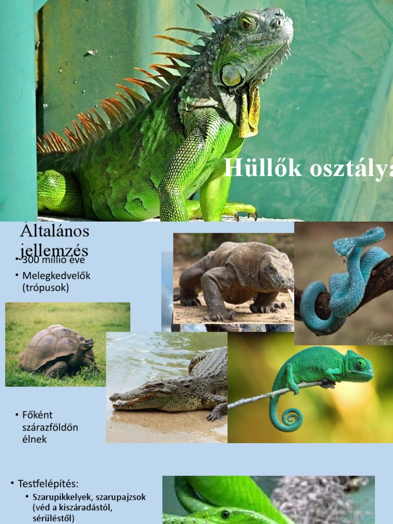 Hüllők Osztálya | PDF