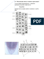 Гонтарь Екатерина - Вивчення фаз мітозу