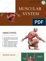 Muscular System PRESENTATION
