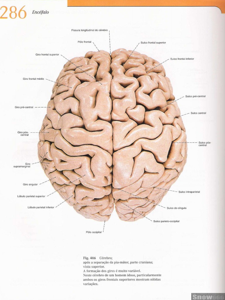 Atlas de Antomia Humana - Sobotta. | PDF, image size:768x1024