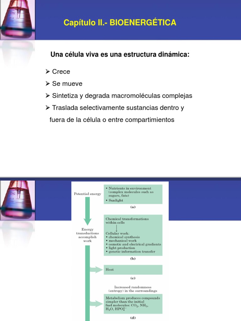 Bioenergética y Termodinámica Celular | PDF | Bioenergética | Termodinámica