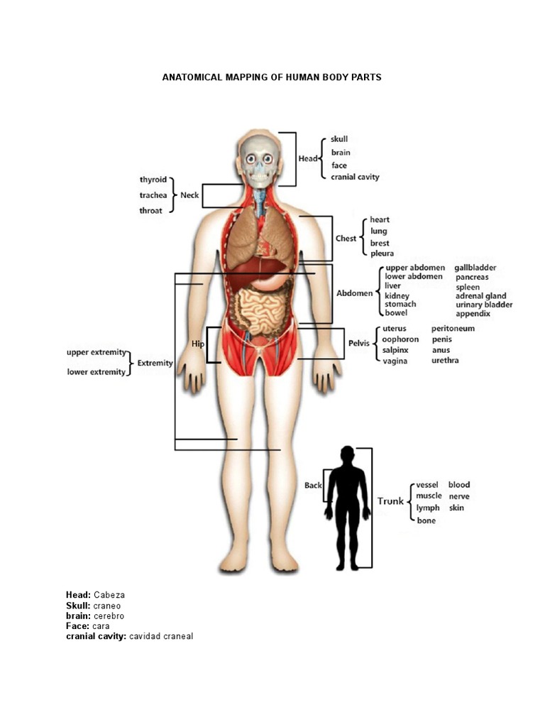Anatomy of The Human Body | PDF