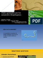 Daños Generados Por Los Nematodos Fitopatógenos