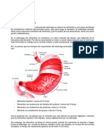 Sistema Digestivo Enfermedades