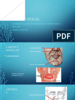 Región Bucal