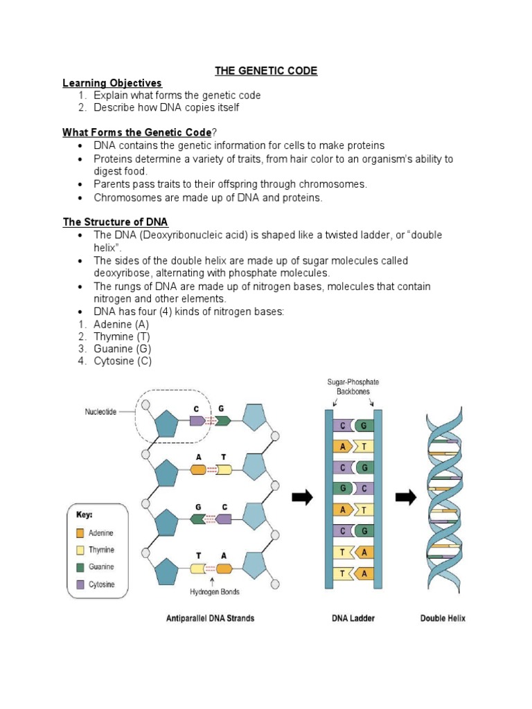 Understanding the Genetic Code | PDF | Dna | Genetics