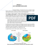 Práctica Nº3. Células y Organismos Unicelulares