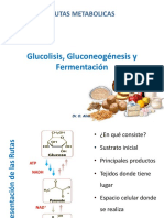 02 Glucolisis, Gluconeogénesis y Fermentación