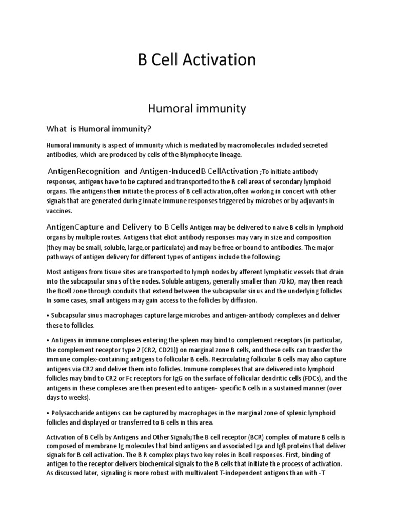 Impact of B Cell CAR-T Therapy on Humoral Immunity and Vaccine Response