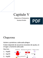 13 - Proteasoma y Chaperona