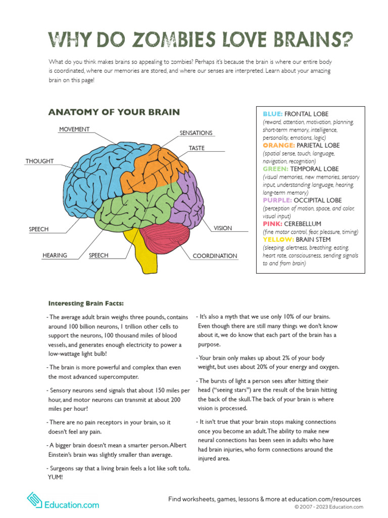 Brain visual data 2