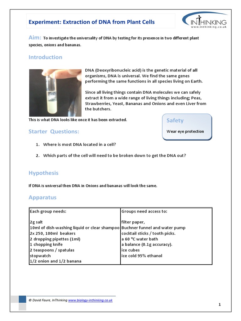 Dna Extraction From Onions or Bananas v2 2 PDF Chloride Filtration