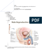 Male Reproductive System