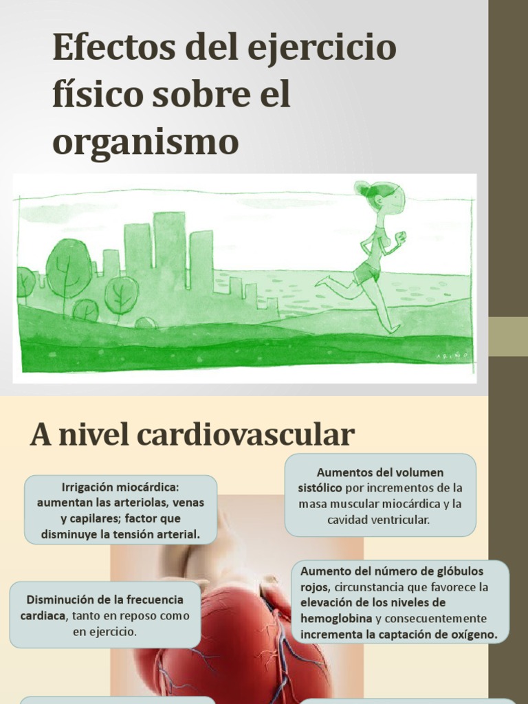 Efectos Del Ejercicio Físico Sobre El Organismo PDF Sistema