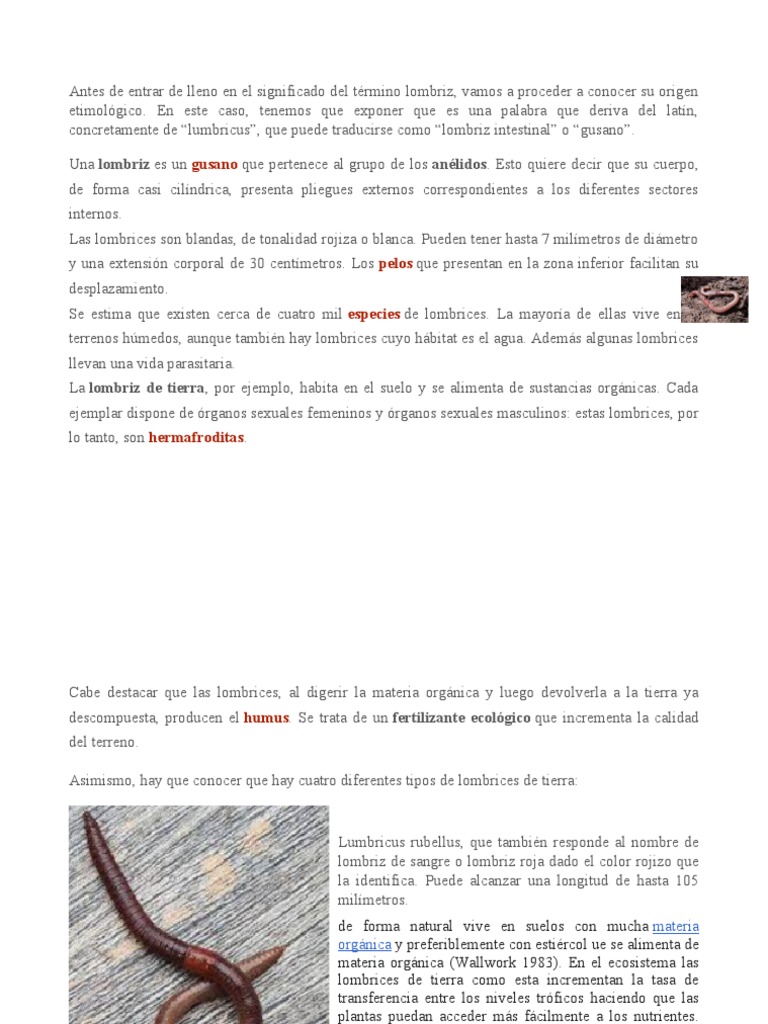 El Septum De Lombrices De Tierra Es Una Membrana Lo Suficientemente  Flexible Como Para Permitir La Contracción De Los Músculos Int Stock de  ilustración - Ilustración de posterior, interno: 241535706, image size:768x1024