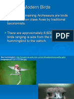 Modern Birds Info 2
