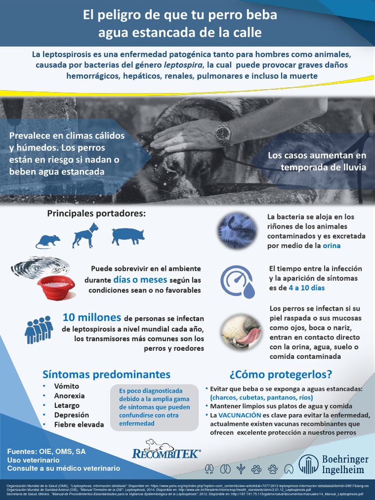 Leptospirosis en perros: prevención y síntomas | PDF | Causas de la ...