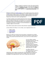 Sistema Nervioso Central