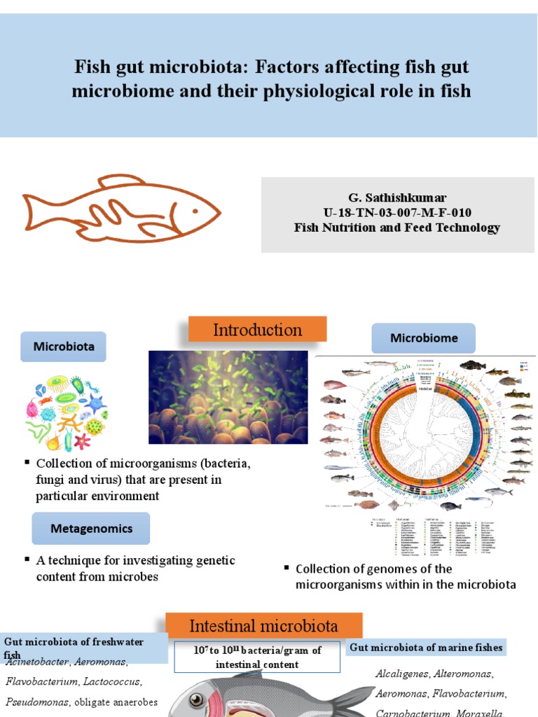 Fish Gut Microbiome: Influences and Roles | PDF | Probiotic | Microbiota
