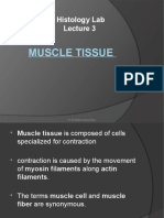 Muscle Tissue