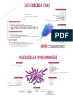 Bacterias y Virus Esquemas