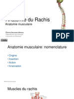 Anatomie Musculaire Du Rachis