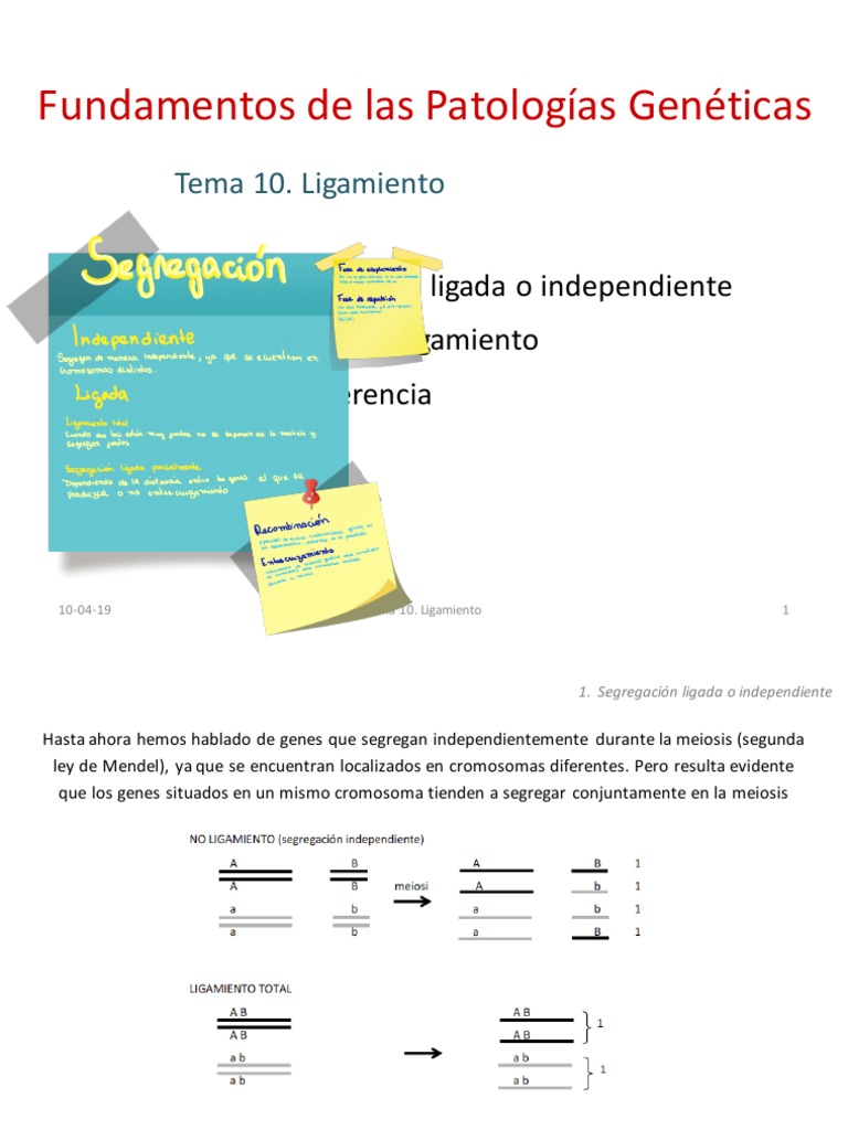 Tema 10 Genética Ligamiento PDF Enlace Genético Dominancia