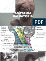 Anatamía Palpatoria