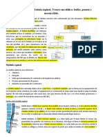 Clase 1 - Medula Espinal, Tronco Encefalico Bulbo, Puente y Mesencefalo