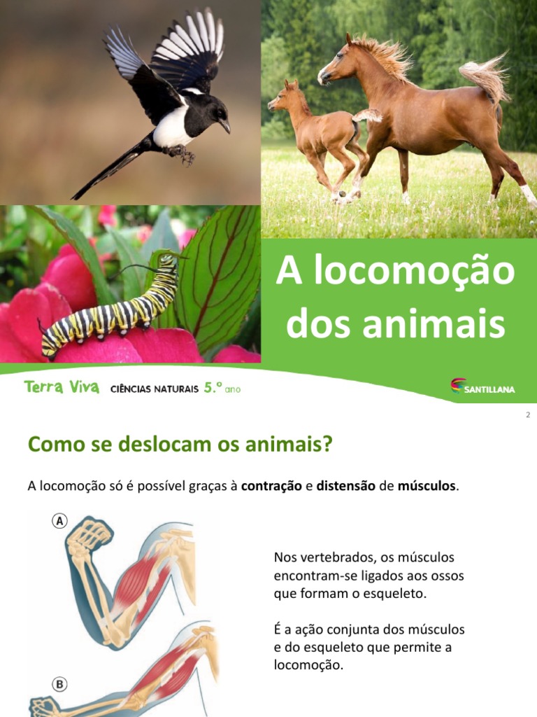 Tipos de Locomoção dos Animais | PDF | Aves | Zoologia