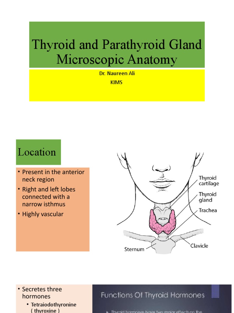 Thyroid Gland - Microscopic Anatomy | PDF | Thyroid | Hypothyroidism