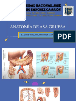 Anatomia de Asa Gruesa