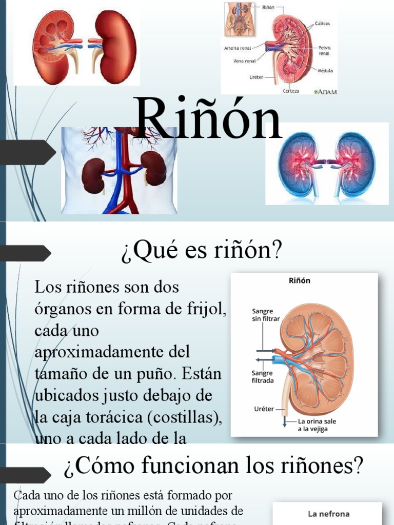 Función y estructura del riñón | PDF