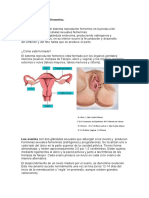 Sistema Reproductor Femenino