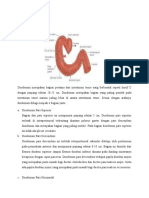 Duodenum