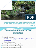 C10- Trematode tropicale