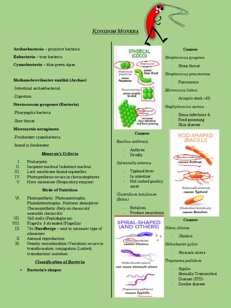 Kingdom Monera Zoology | PDF | Bacteria | Cyanobacteria