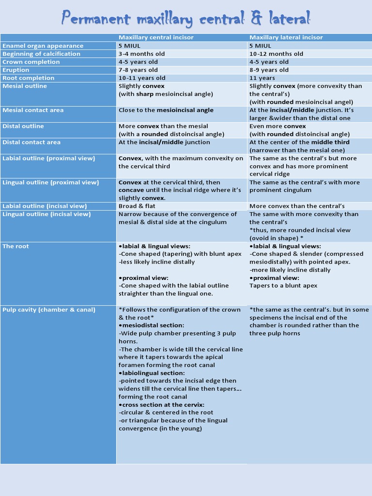 Maxillary Central & Lateral Incisors | PDF | Home & Garden