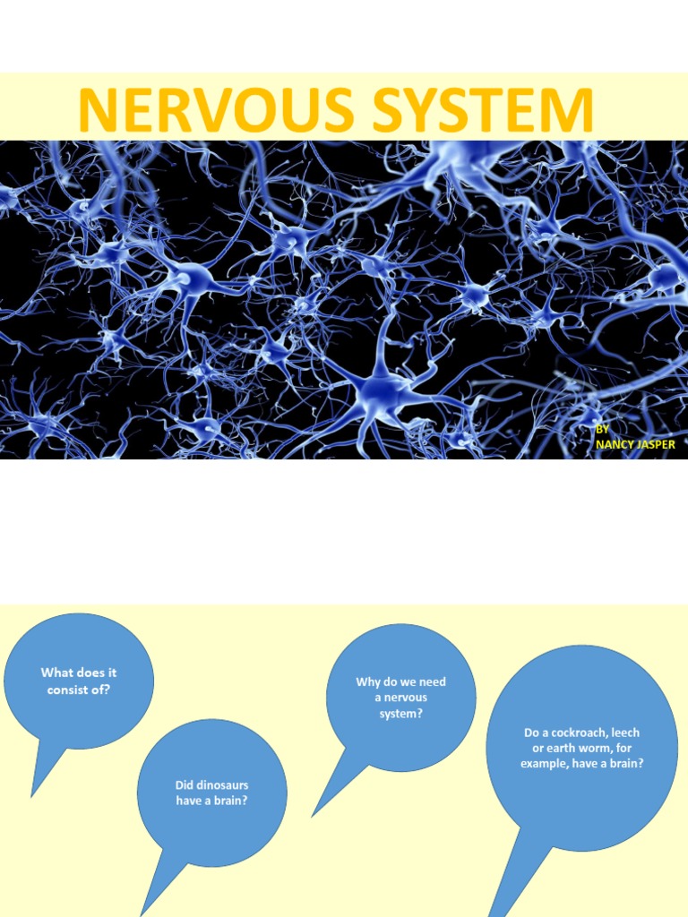 Structure And Function Of Nervous System Class 10