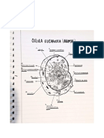 Esquema - Dibujo - Trabajo Practico Biologia Celular