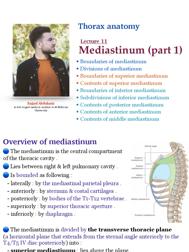 Thorax - L11 - Mediastinum (Part 1) | PDF