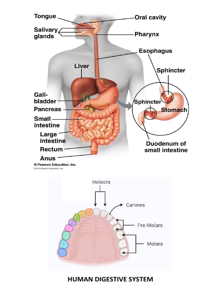HUMAN DIGESTIVE SYSTEM | PDF