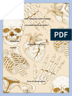 Anatomia U Planos Del Cuerpo Humano